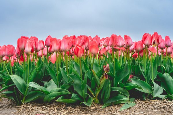 Comment la domotique peut-elle améliorer votre quotidien ?